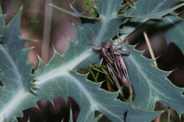 Pseudochorthippus parallelus - közönséges rétisáska