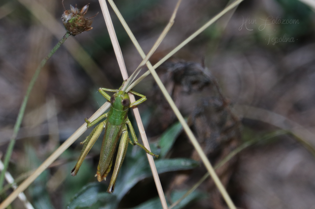 Pseudochorthippus parallelus - közönséges rétisáska