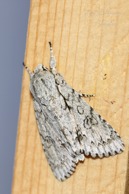 Acronicta aceris - vadgesztenye-szigonyosbagoly