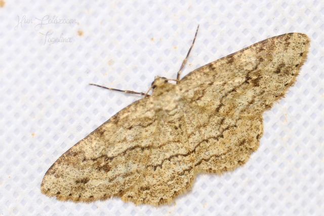 Ectropis crepuscularia - avararaszoló