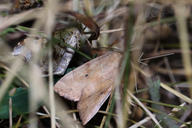 Macaria alternata - közönséges szürkearaszoló