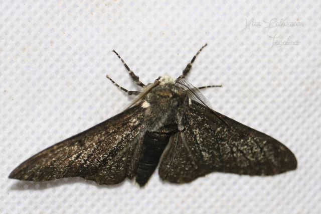 Biston betularia - szürkepettyes araszoló
