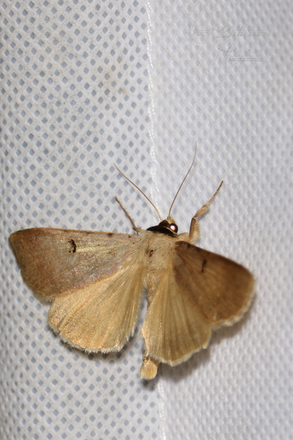 Lygephila craccae - gyakori csüdfűbagoly
