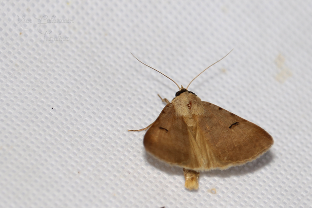 Lygephila craccae - gyakori csüdfűbagoly