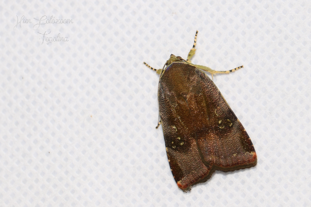 Noctua janthe/janthina