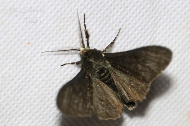 Biston betularia - szürkepettyes araszoló