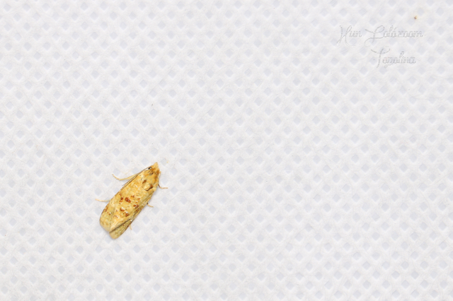 Aethes williana - gyopár-fúrómoly