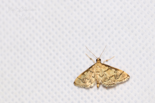 Metasia ophialis - kígyósávos tűzmoly