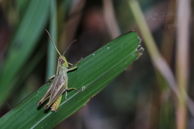 Pseudochorthippus parallelus - közönséges rétisáska