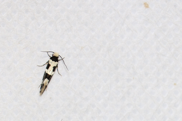 Neurothaumasia ankerella - magyarmoly