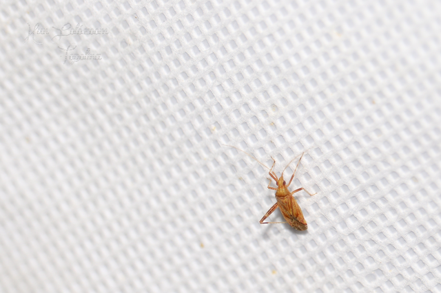Phytocoris