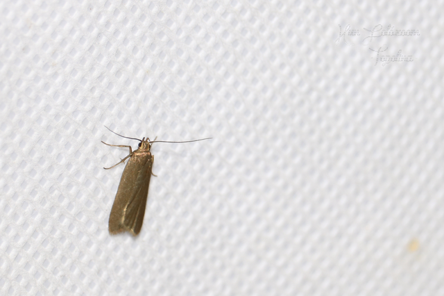 Acompsia cinerella - szürke sarlósmoly