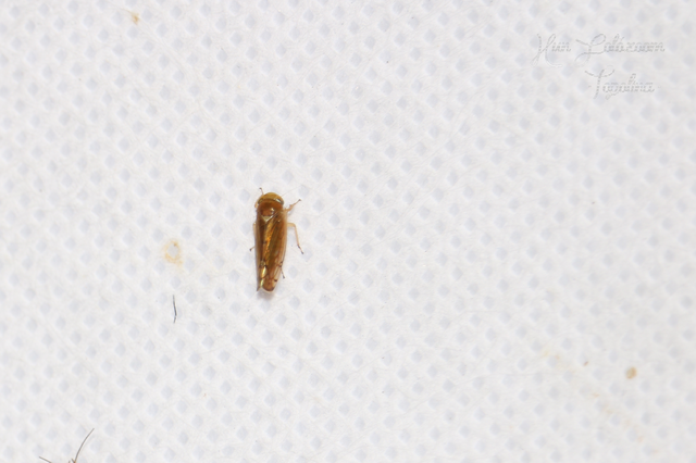 Anoplotettix