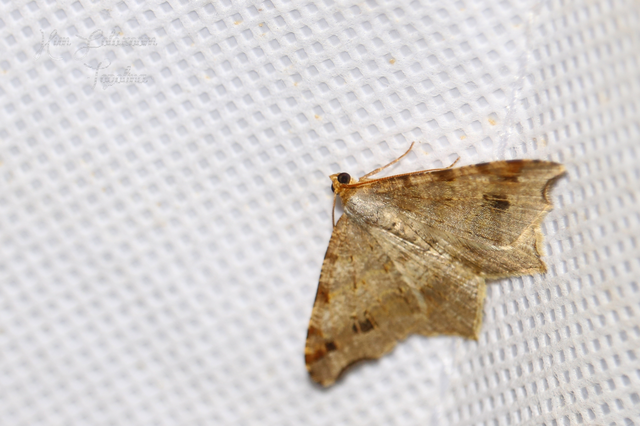 Macaria alternata - közönséges szürkearaszoló