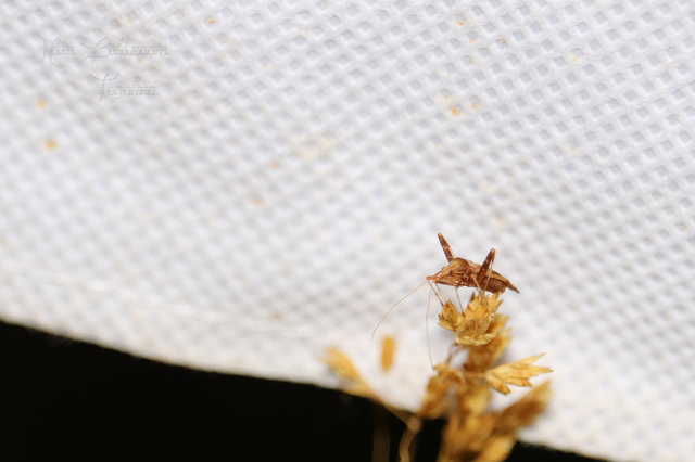 Phytocoris