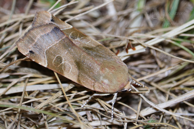 Noctua fimbriata - szélessávú sárgafűbagoly