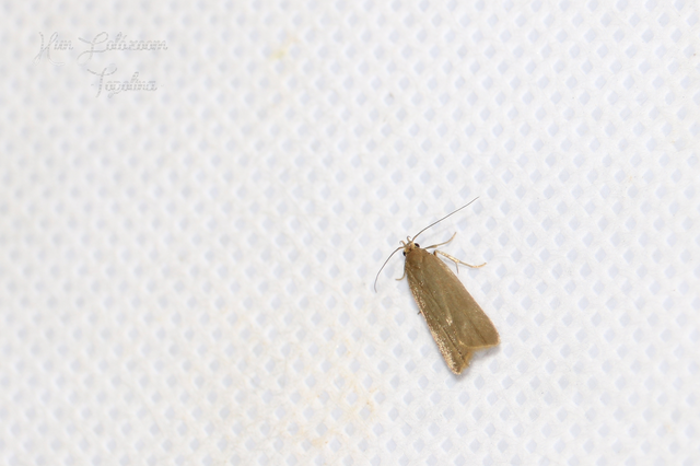 Acompsia cinerella - szürke sarlósmoly