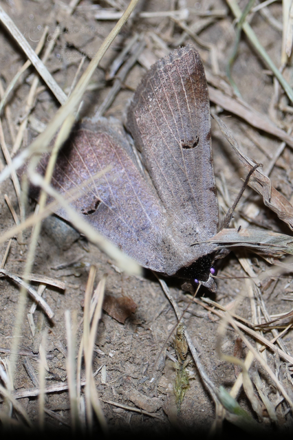 Lygephila craccae - gyakori csüdfűbagoly