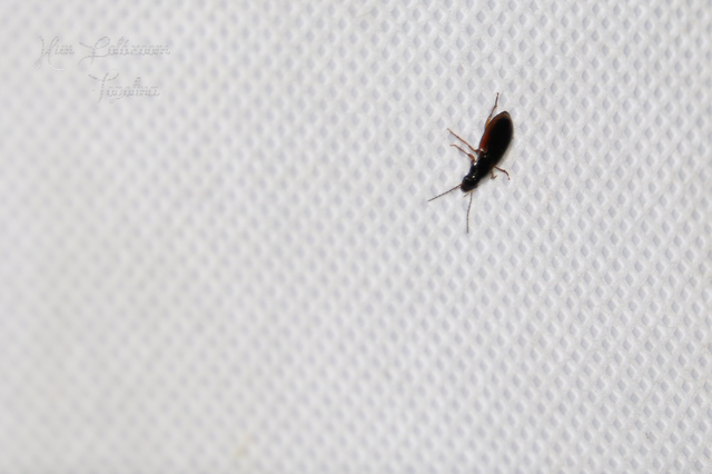 Stenolophus mixtus - közönséges turzásfutó