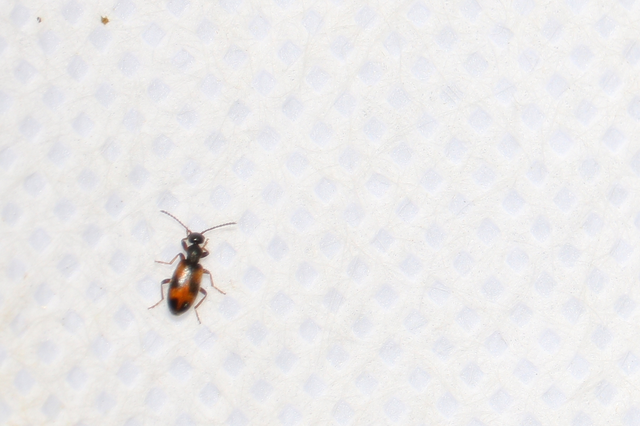 Anthicus antherinus - közönséges fürgebogár