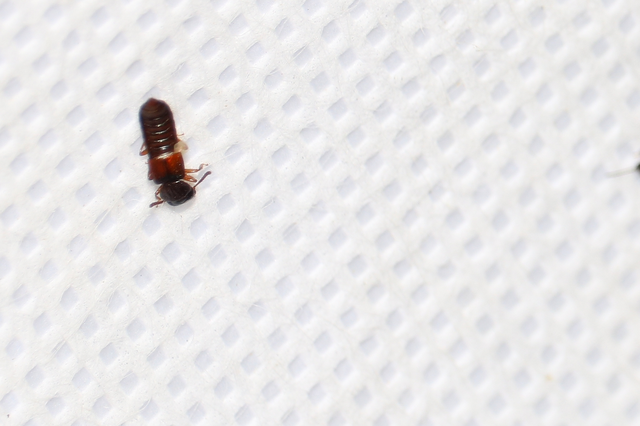 Anotylus Anotylus