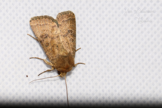 Hoplodrina octogenaria - barna selymesbagoly