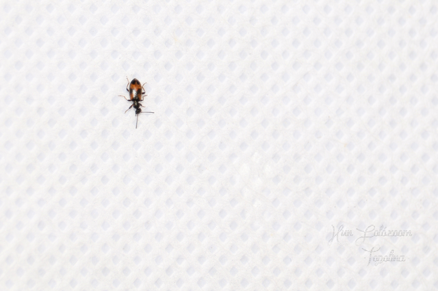 Anthicus antherinus - közönséges fürgebogár