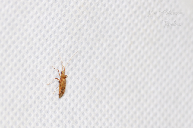 Phytocoris
