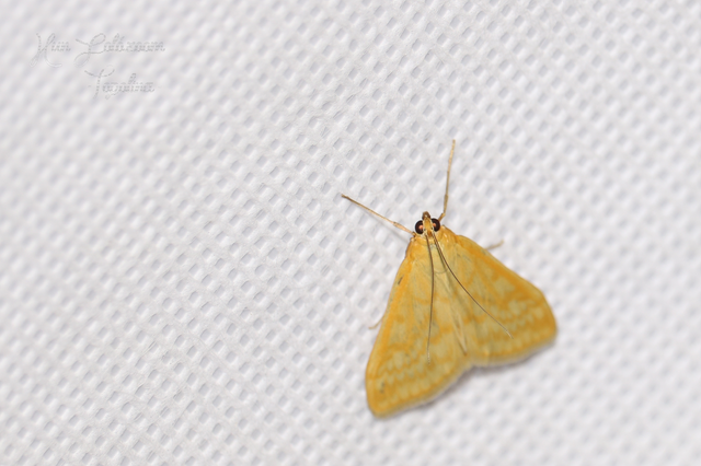 Sitochroa verticalis - világossárga dudvamoly