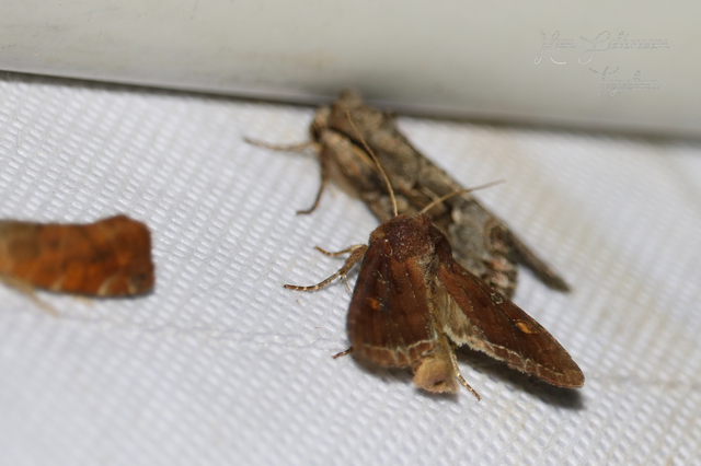 Lacanobia oleracea - saláta-kertibagoly