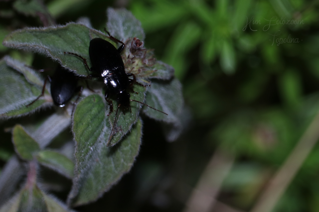 Calathus fuscipes - sokpontos tarfutó