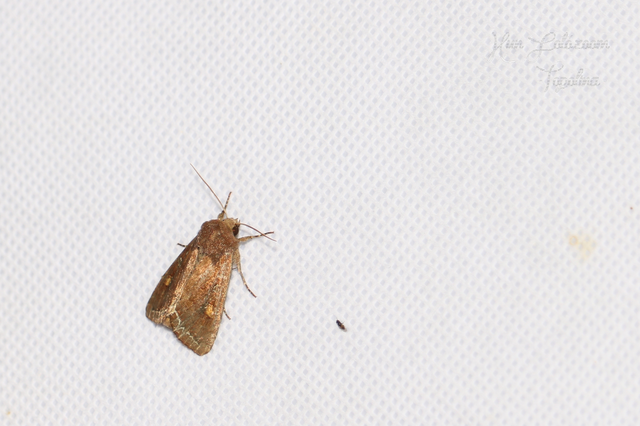 Lacanobia oleracea - saláta-kertibagoly