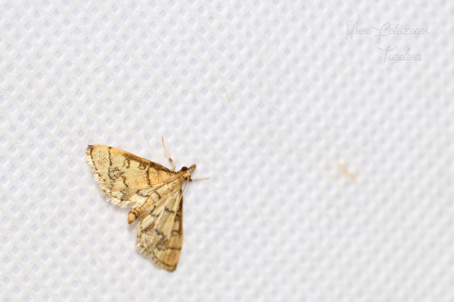 Metasia ophialis - kígyósávos tűzmoly