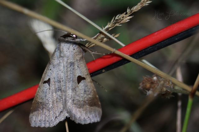 Lygephila pastinum - közönséges csüdfűbagoly