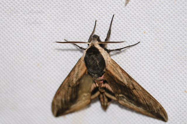 Sphinx ligustri - fagyalszender