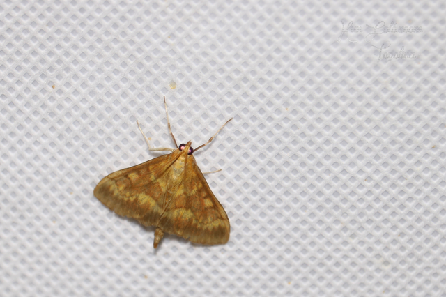 Ostrinia nubilalis - kukoricamoly