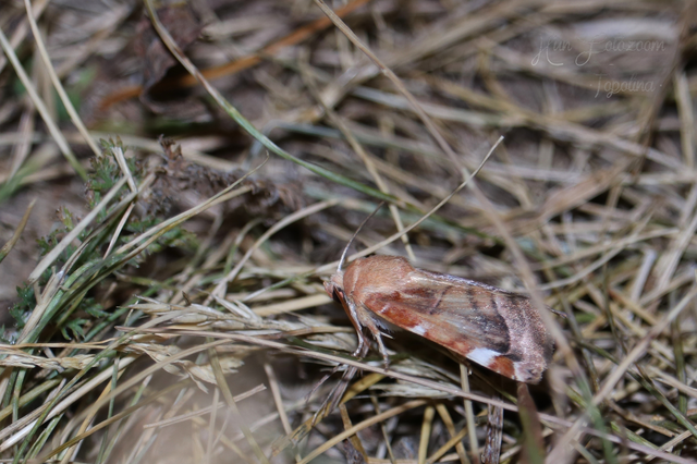Cosmia diffinis - szilfa-lombbagoly