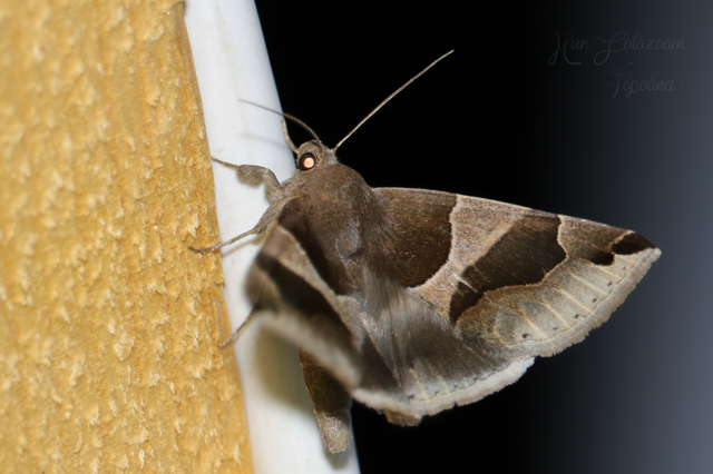 Dysgonia algira - déli porcelánbagoly