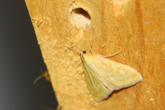 Sitochroa verticalis - világossárga dudvamoly