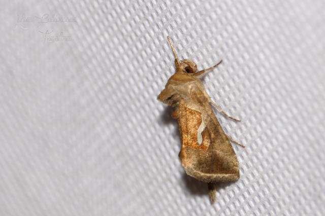 Macdunnoughia confusa - cseppfoltos ezüstbagoly