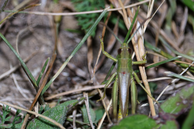 Pseudochorthippus parallelus - közönséges rétisáska