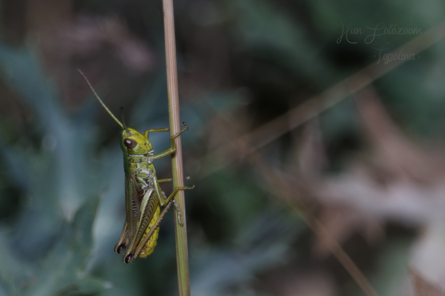 Pseudochorthippus parallelus - közönséges rétisáska