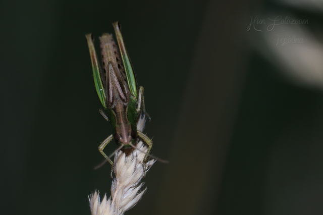 Pseudochorthippus parallelus - közönséges rétisáska