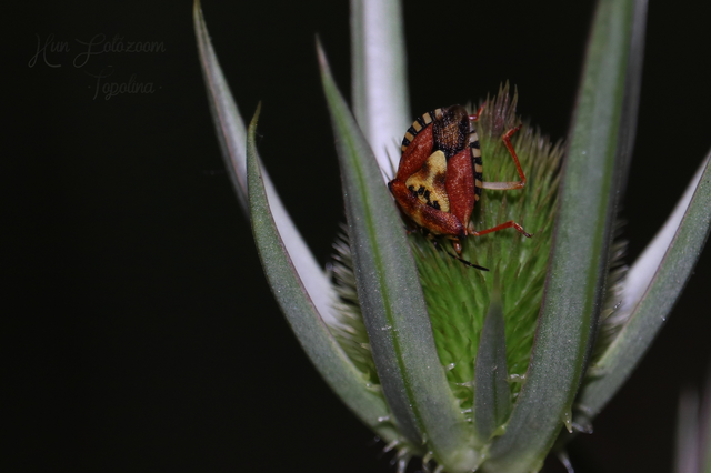 Carpocoris