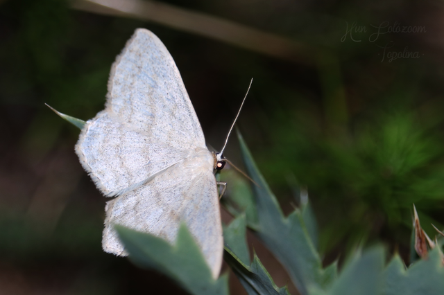 Scopula nigropunctata - feketepettyes araszoló