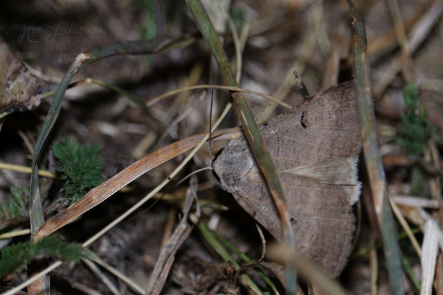 Lygephila craccae - gyakori csüdfűbagoly