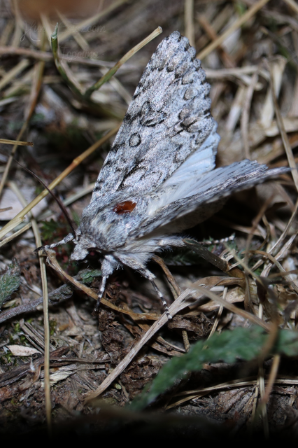 Acronicta aceris - vadgesztenye-szigonyosbagoly