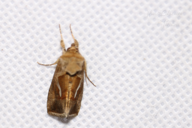 Macdunnoughia confusa - cseppfoltos ezüstbagoly