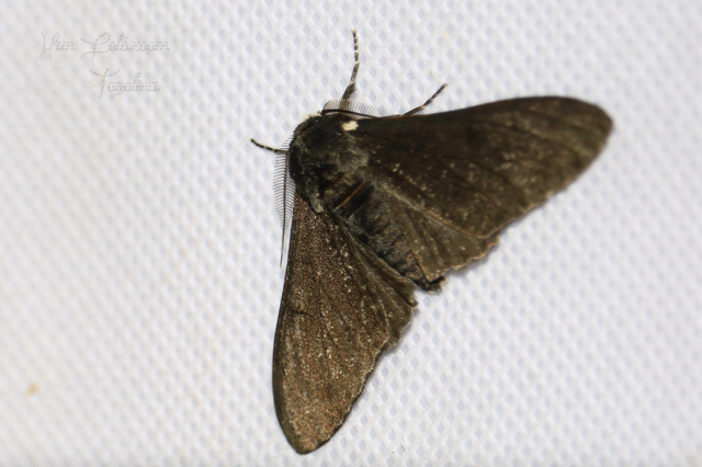 Biston betularia - szürkepettyes araszoló