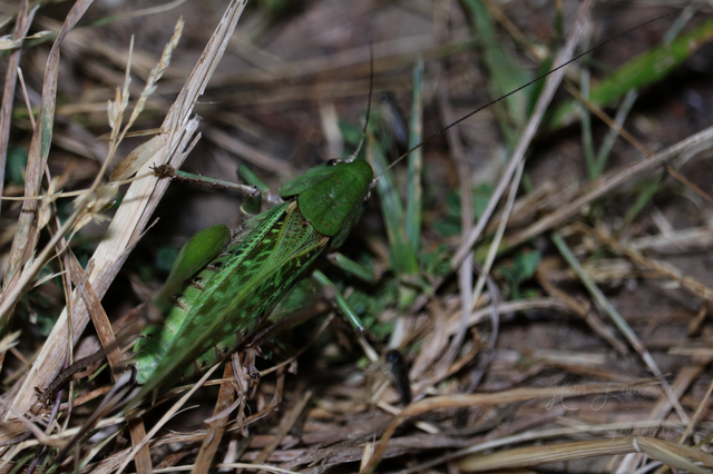 Decticus verrucivorus - szemölcsevő szöcske